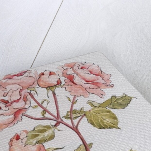 Roses,Abraham Darby, 2012 by Joan Thewsey