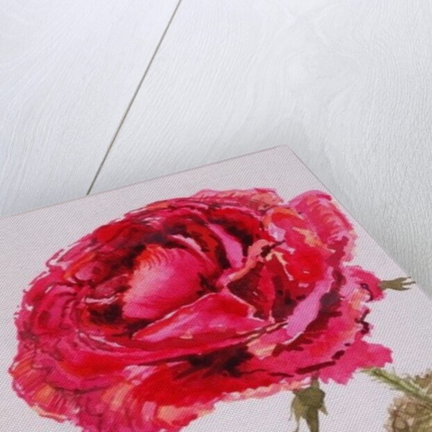 A Red Rose, 2000 by Joan Thewsey