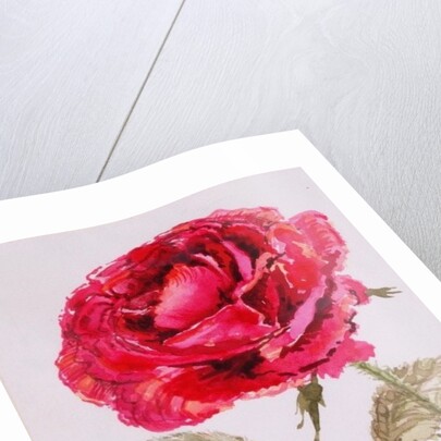 A Red Rose, 2000 by Joan Thewsey