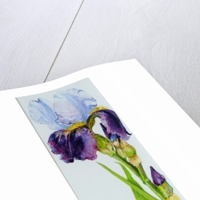 Iris with Three Buds, 2010 by Joan Thewsey