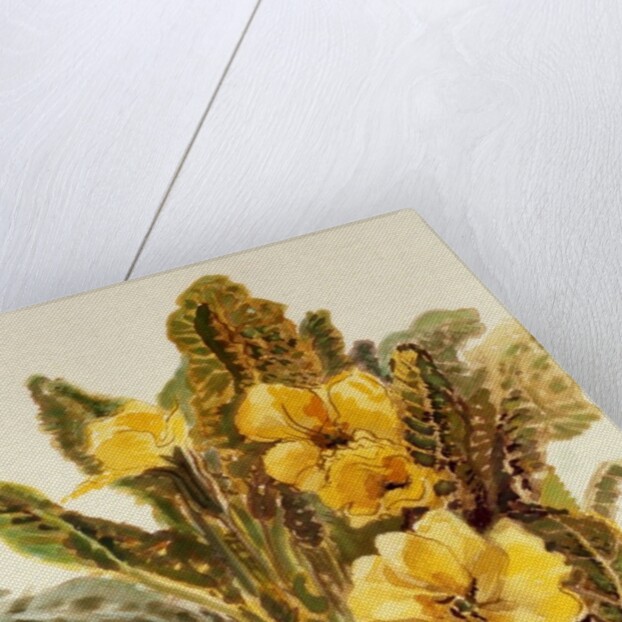 Primrose, 2010 by Joan Thewsey