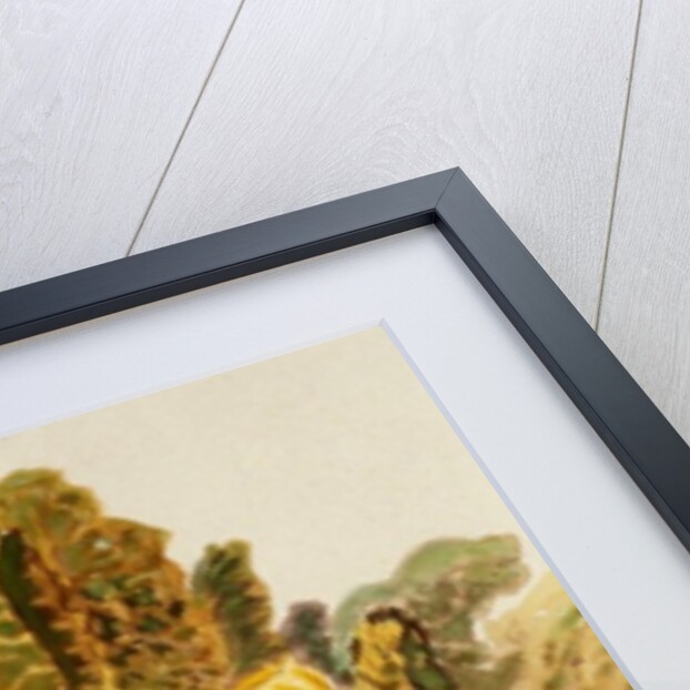 Primrose, 2010 by Joan Thewsey