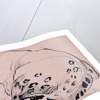 Sketch,Leopard,London Zoo, 2005 by Joan Thewsey