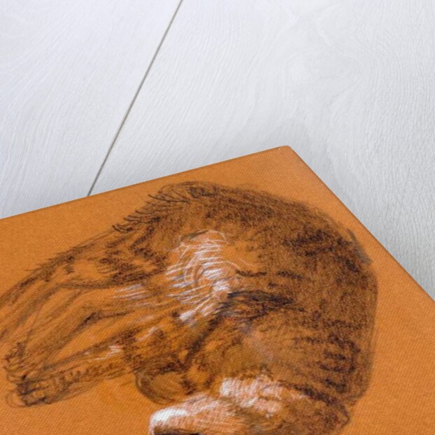 Sleeping Tabby Cat, 2005 by Joan Thewsey