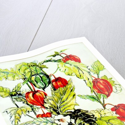 Chinese Lantern Spray, 2005 by Joan Thewsey