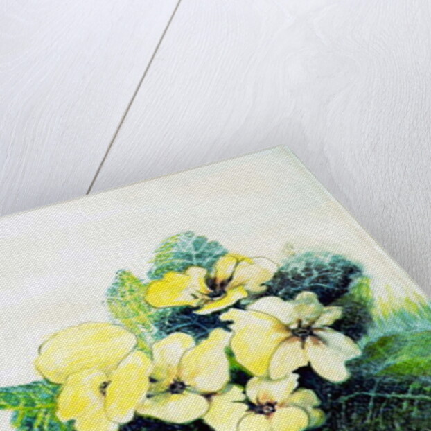 Primrose Pale Yellow, 2005 by Joan Thewsey