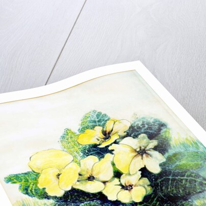 Primrose Pale Yellow, 2005 by Joan Thewsey