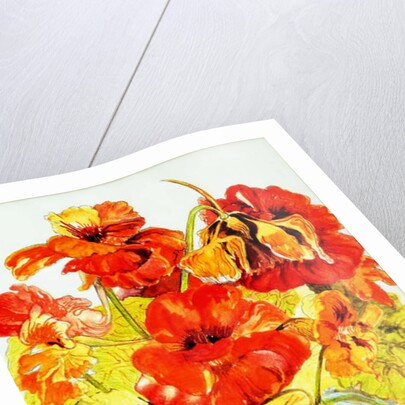 Nasturtiums, 2005 by Joan Thewsey