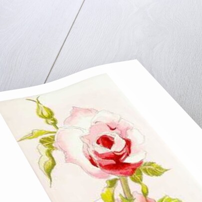 Two Queen Elizabeth Roses, 2000 by Joan Thewsey