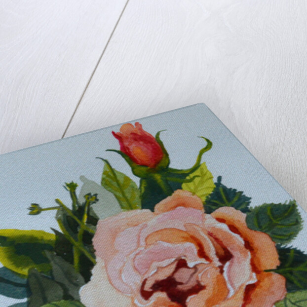 Pink Rose and Bud, 1986 by Joan Thewsey