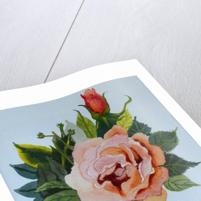 Pink Rose and Bud, 1986 by Joan Thewsey