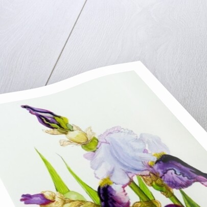 Mauve and purple irises with two buds by Joan Thewsey