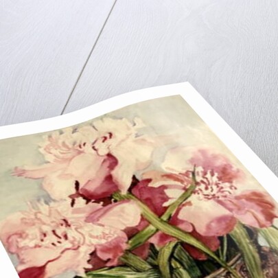 Peonies in a Cloisonne Vase by Joan Thewsey