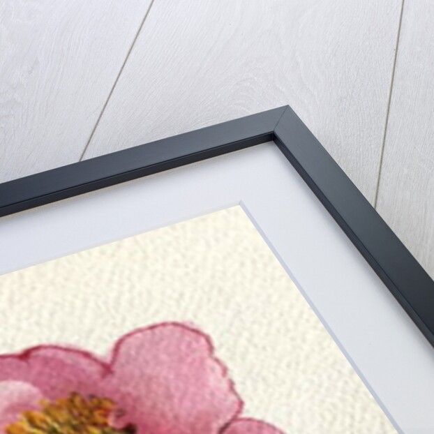 Camellia and Dutch Iris by Joan Thewsey