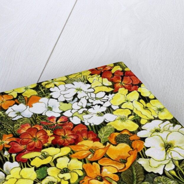 Primrose Border, white, yellow, orange and red primroses by Joan Thewsey