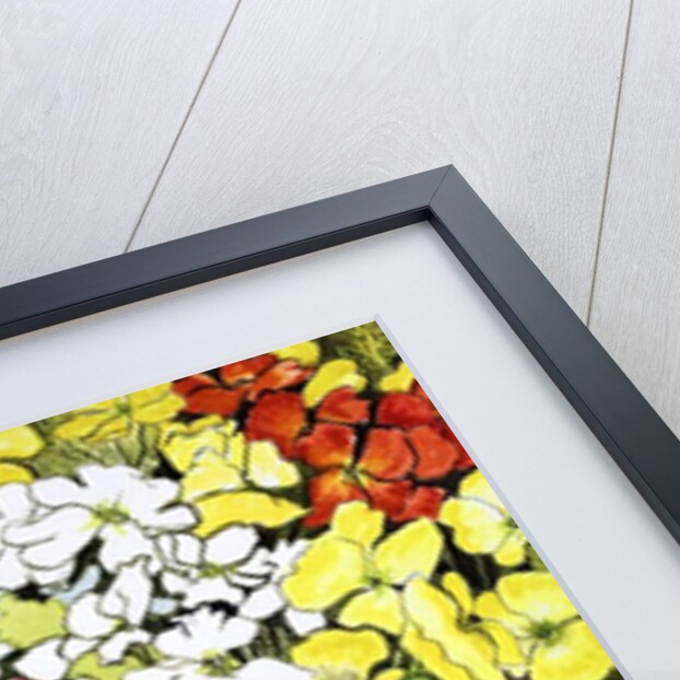 Primrose Border, white, yellow, orange and red primroses by Joan Thewsey