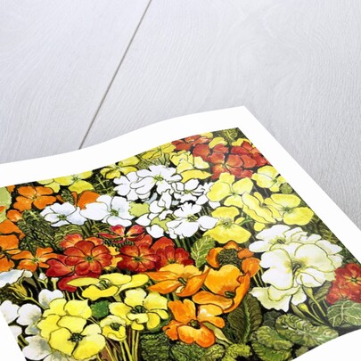 Primrose Border, white, yellow, orange and red primroses by Joan Thewsey