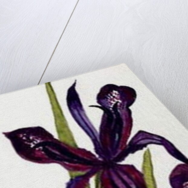 Irises and Primroses by Joan Thewsey