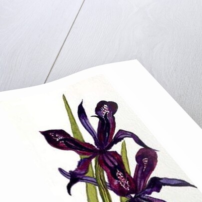 Irises and Primroses by Joan Thewsey