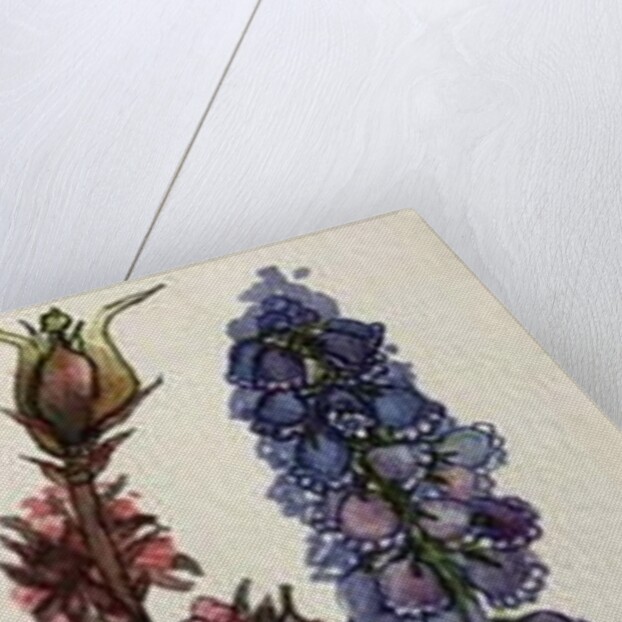 Muscari and Viburnum bodnantense by Joan Thewsey