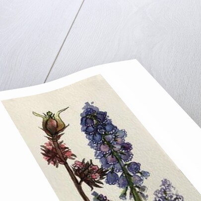 Muscari and Viburnum bodnantense by Joan Thewsey