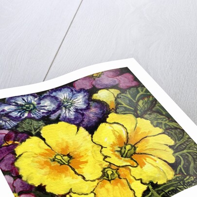 Three Yellow Primroses surrounded by mauve and purple primroses and leaves by Joan Thewsey