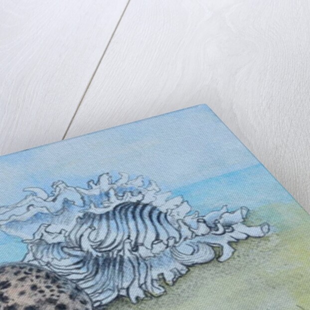 Two Seashells by Joan Thewsey