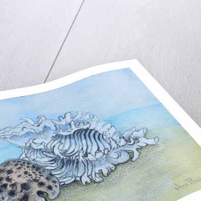 Two Seashells by Joan Thewsey