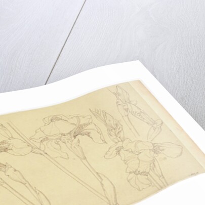 Botanical Studies, 1900-30 by James Atherton