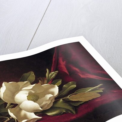 The Magnolia Blossom, 1888 by Martin Johnson Heade