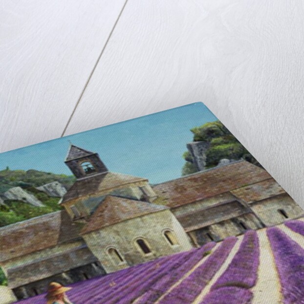 Lavender Picker, Abbaye Senanque, Provence by Trevor Neal