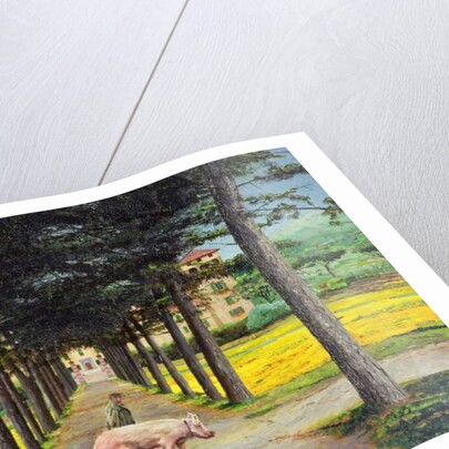 Big Pig, Pistoia, Tuscany by Trevor Neal