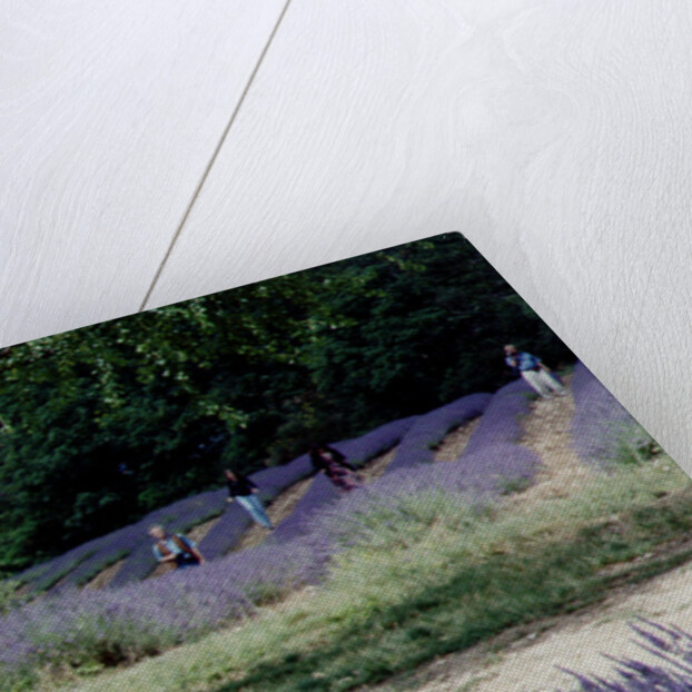 Tree in Lavender Field, in the Grounds of Abbaye Senanque, Provence, France, 1999 by Trevor Neal