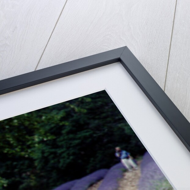 Tree in Lavender Field, in the Grounds of Abbaye Senanque, Provence, France, 1999 by Trevor Neal