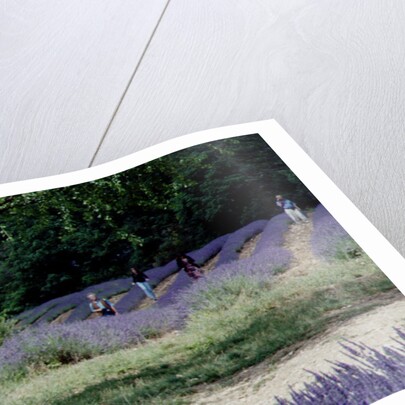 Tree in Lavender Field, in the Grounds of Abbaye Senanque, Provence, France, 1999 by Trevor Neal
