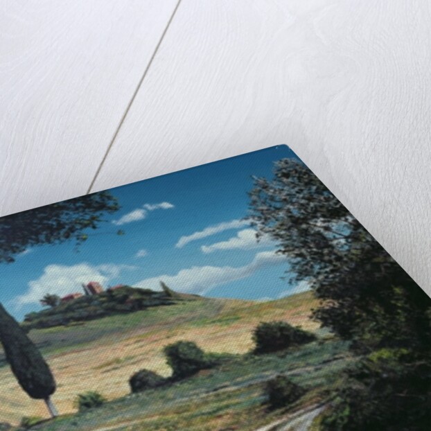 Lollipop Tree, Umbria, 1998 by Trevor Neal