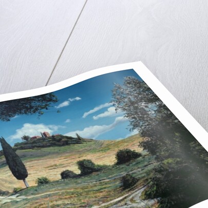 Lollipop Tree, Umbria, 1998 by Trevor Neal