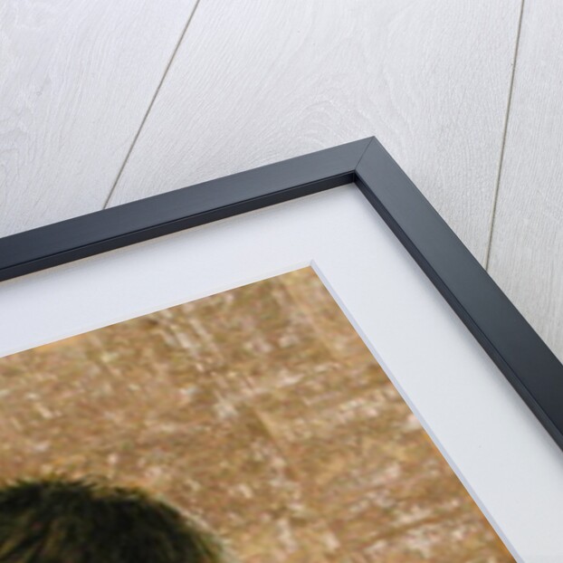 Beckham by Trevor Neal