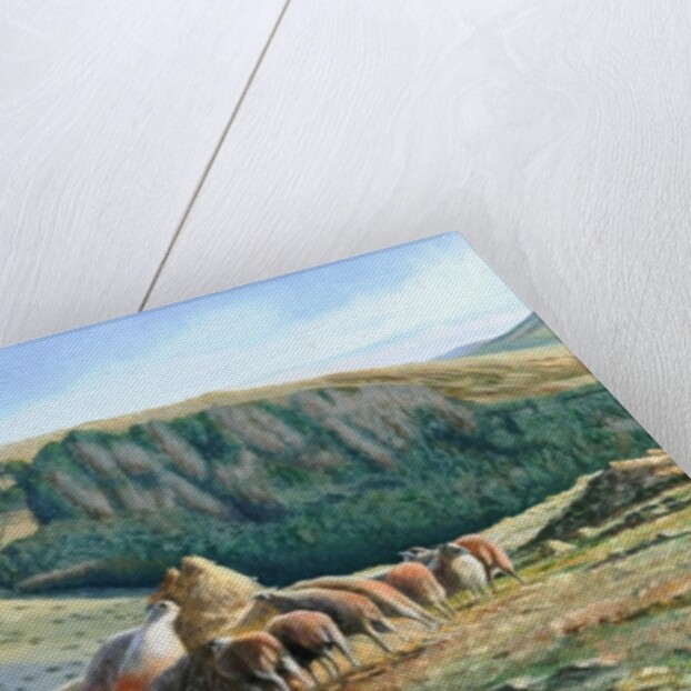 Sheep Feeding, 2004 by Trevor Neal