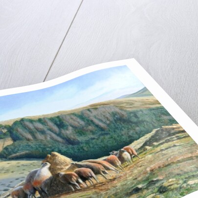 Sheep Feeding, 2004 by Trevor Neal