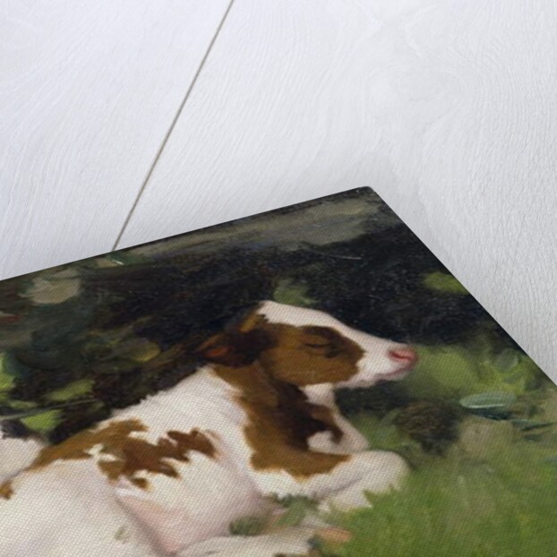 Ayrshire Calves, c.1890 by David Gauld