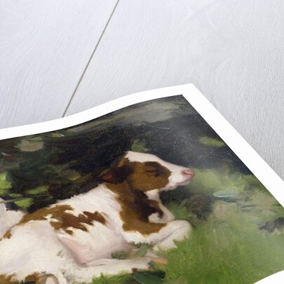 Ayrshire Calves, c.1890 by David Gauld