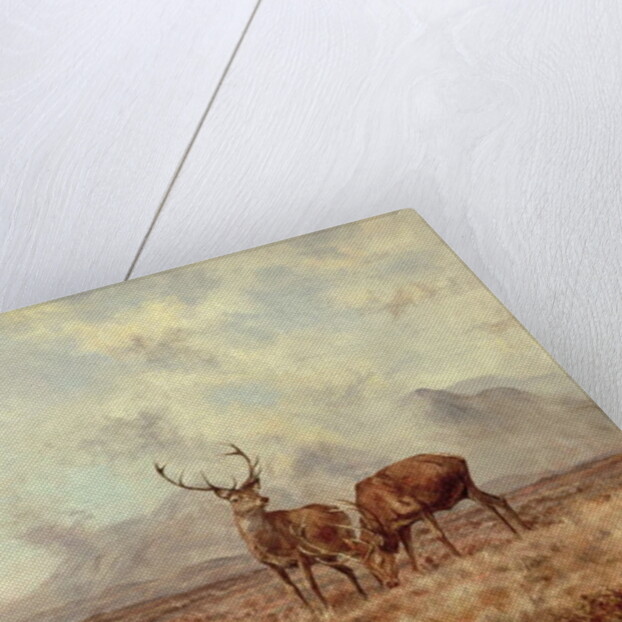 Red Stags, Ben Buie, 1982 by Tim Scott Bolton