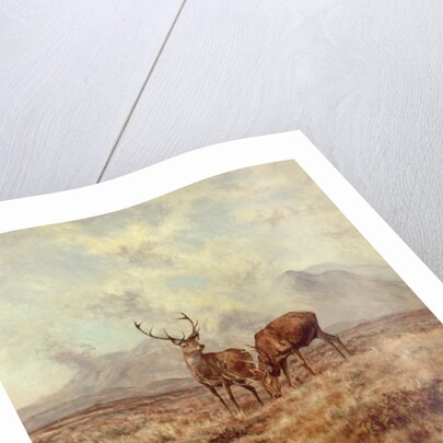 Red Stags, Ben Buie, 1982 by Tim Scott Bolton
