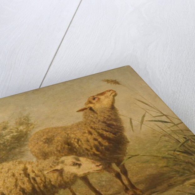 Study of Sheep by Edouard Woutermaertens