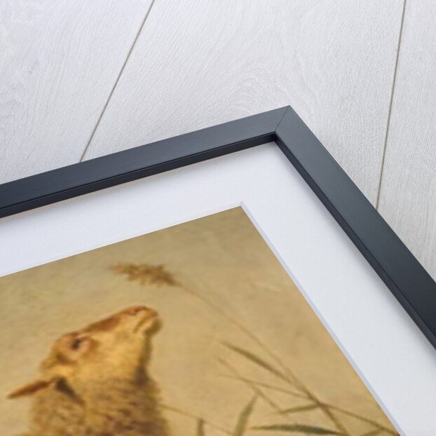 Study of Sheep by Edouard Woutermaertens