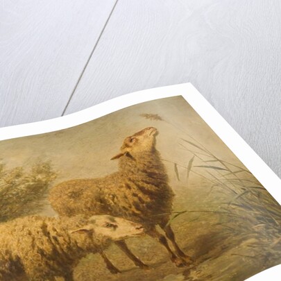 Study of Sheep by Edouard Woutermaertens