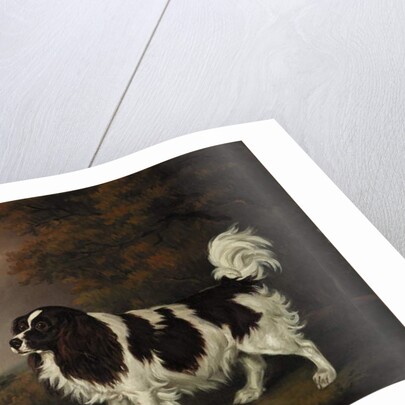 Study of a King Charles Spaniel by Henry Bernard Chalon