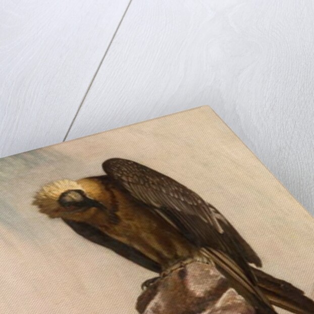 Eagle on Cliff by School English