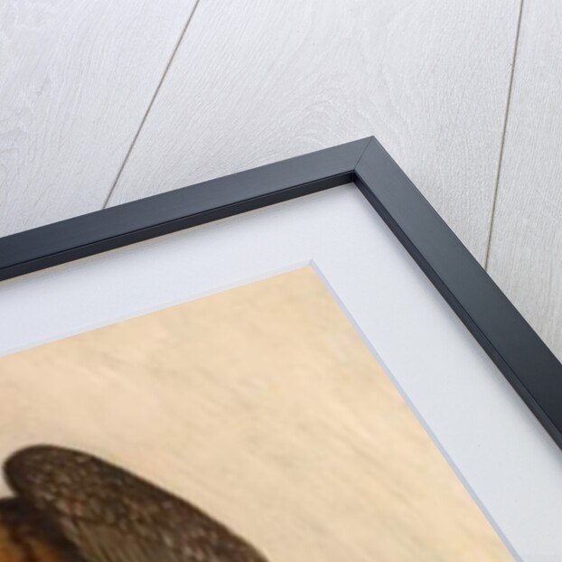 Eagle on Cliff by School English